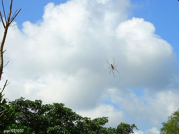 人脸蜘蛛,人面蛛百变大侦探凶手是谁
