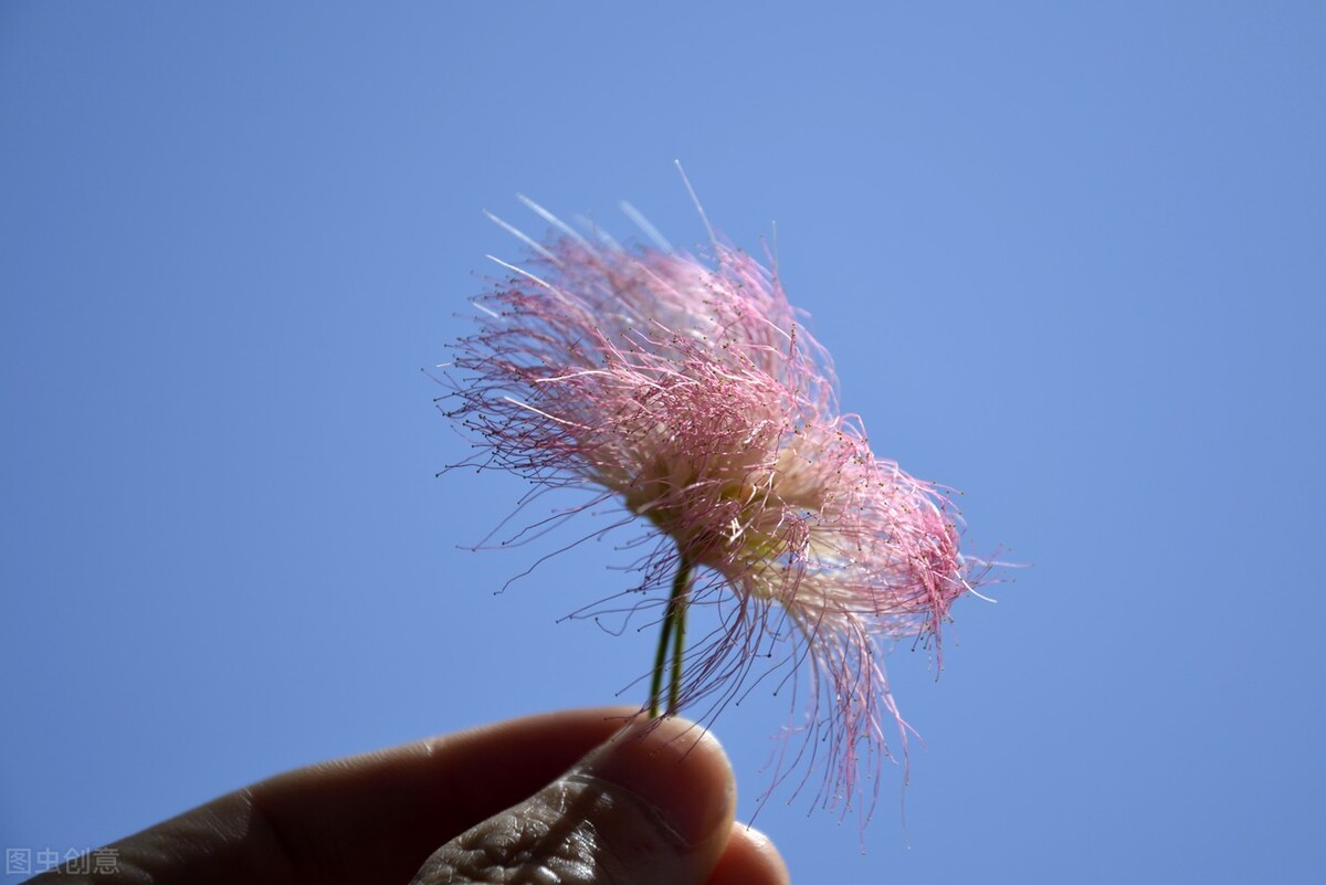 当如夏花：花开如火也寂寞，过尽千帆自泰然