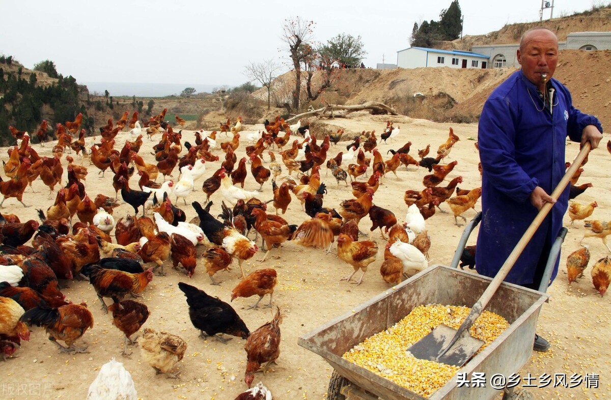 9月2号放养土鸡，来些50天的照片，哈哈哈。 - 通风/环控/鸡舍建设专区 鸡病专业网论坛