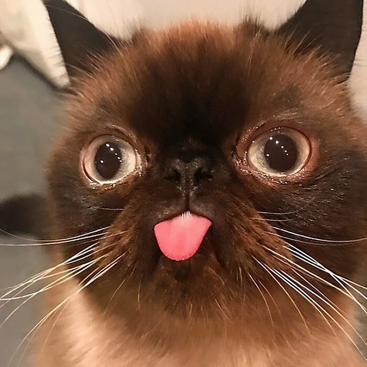 煤球猫是什么品种(爱吐舌头的小煤球来袭)