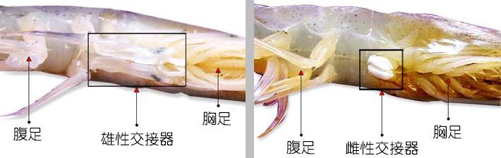 如何鉴别对虾、罗氏虾、北极甜虾……一文解决“虾”认识