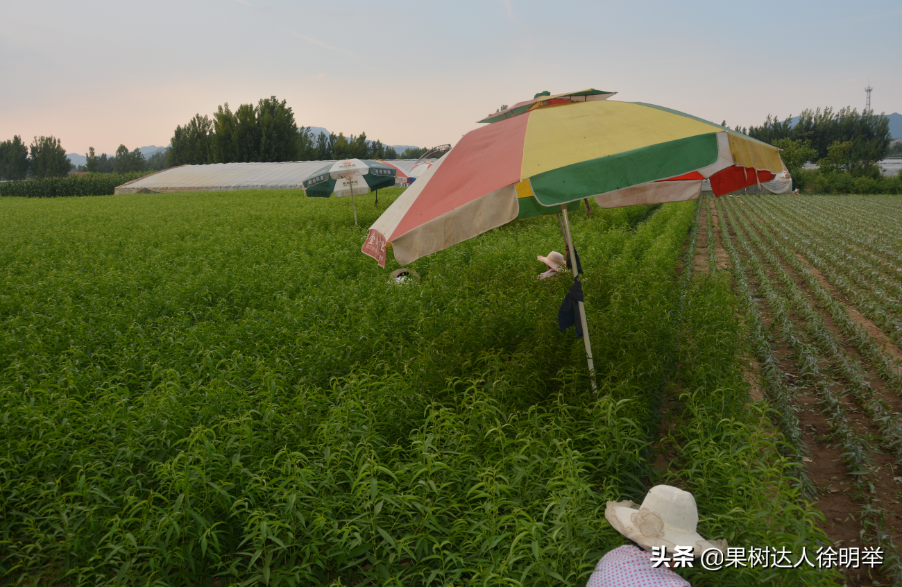 桃树夏季嫁接时间和方法（桃树夏天嫁接时间和方法）-第2张图片-昕阳网