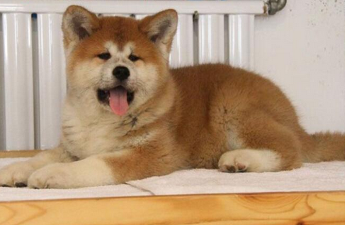 秋田犬的优缺点(柯基犬的优缺点)_华昕手游网