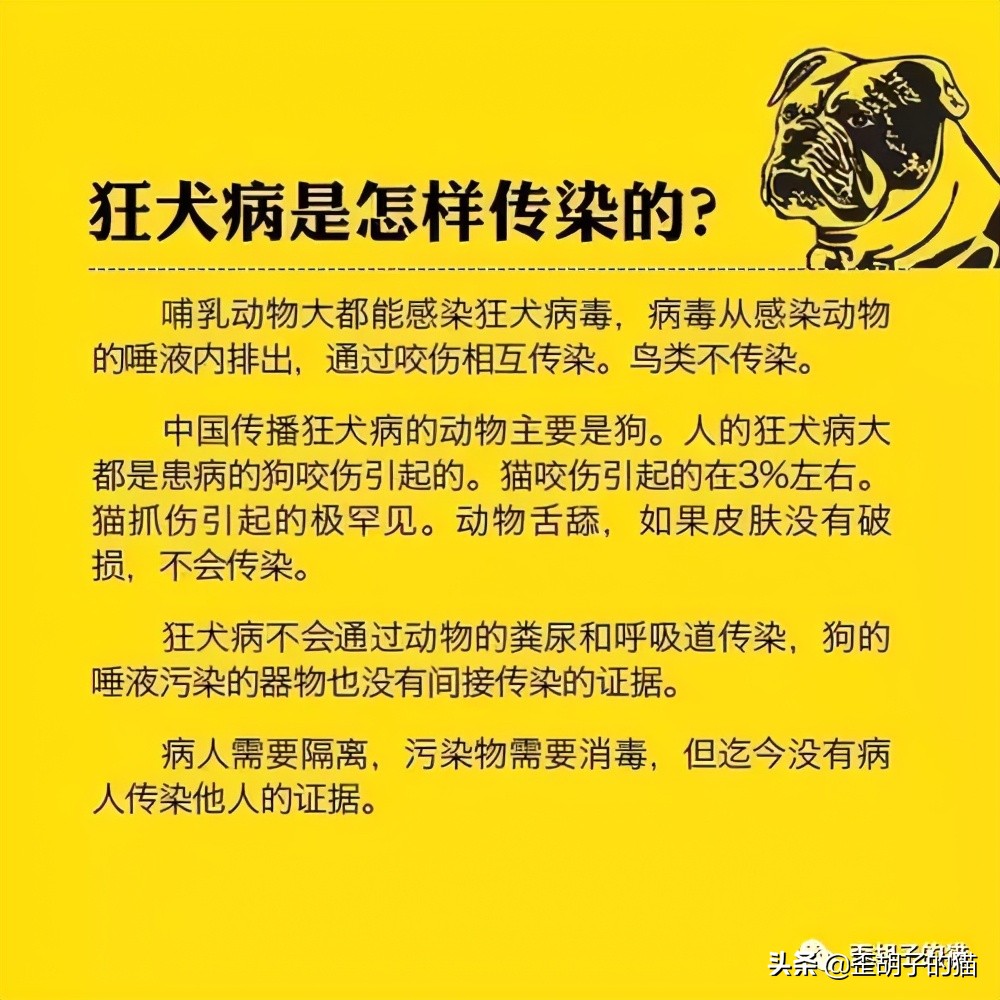 我被猫咪抓伤了，会死吗？《最全猫咪狂犬病脱恐大全》