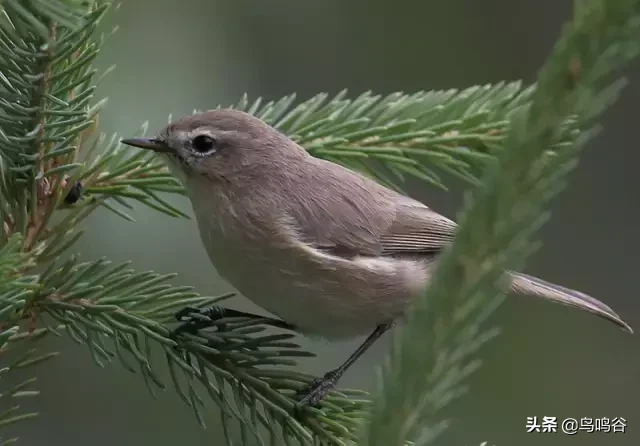 草地鹨是什么鸟（详细的新疆鸟种图片介绍）