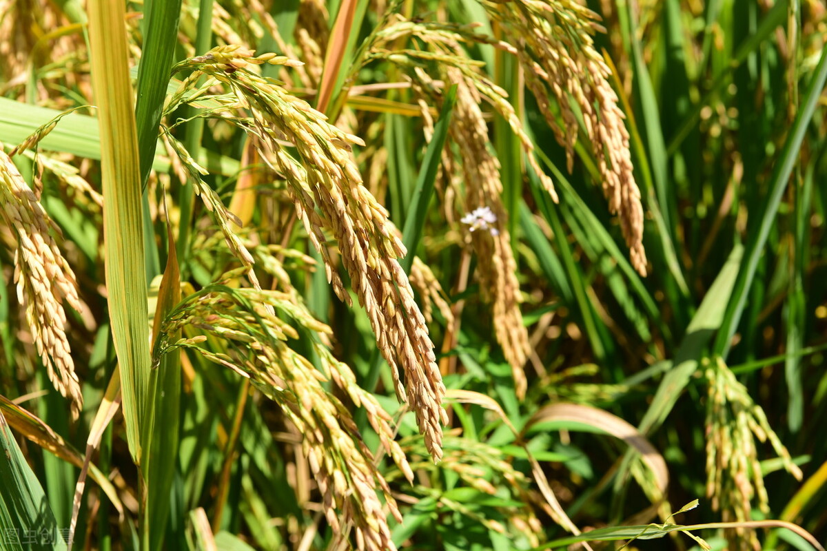 7月30日国内各地稻谷价格发布