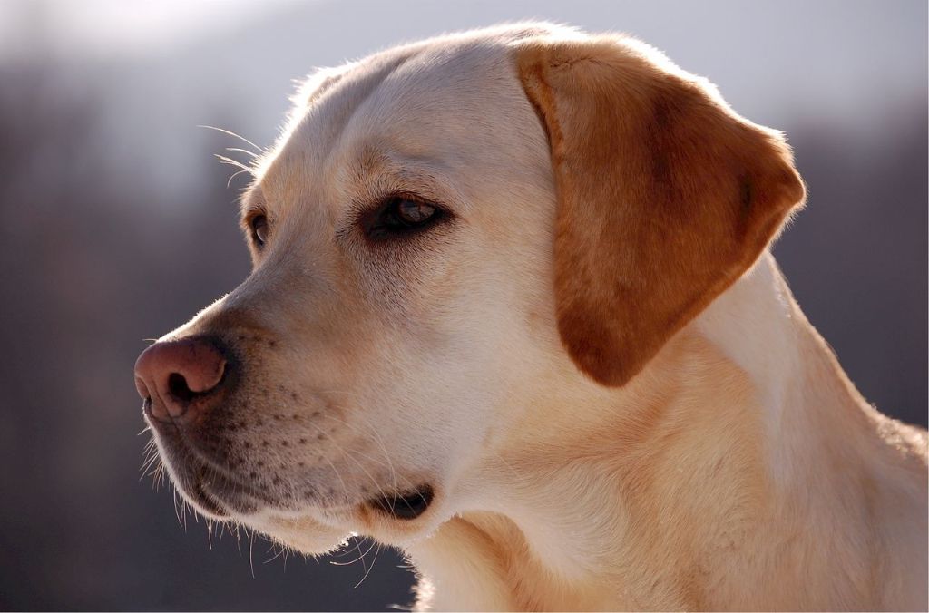 拉布拉多犬圖片