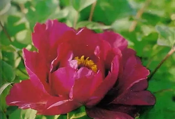 100种名贵牡丹鉴赏 绘画好素材（报花名）