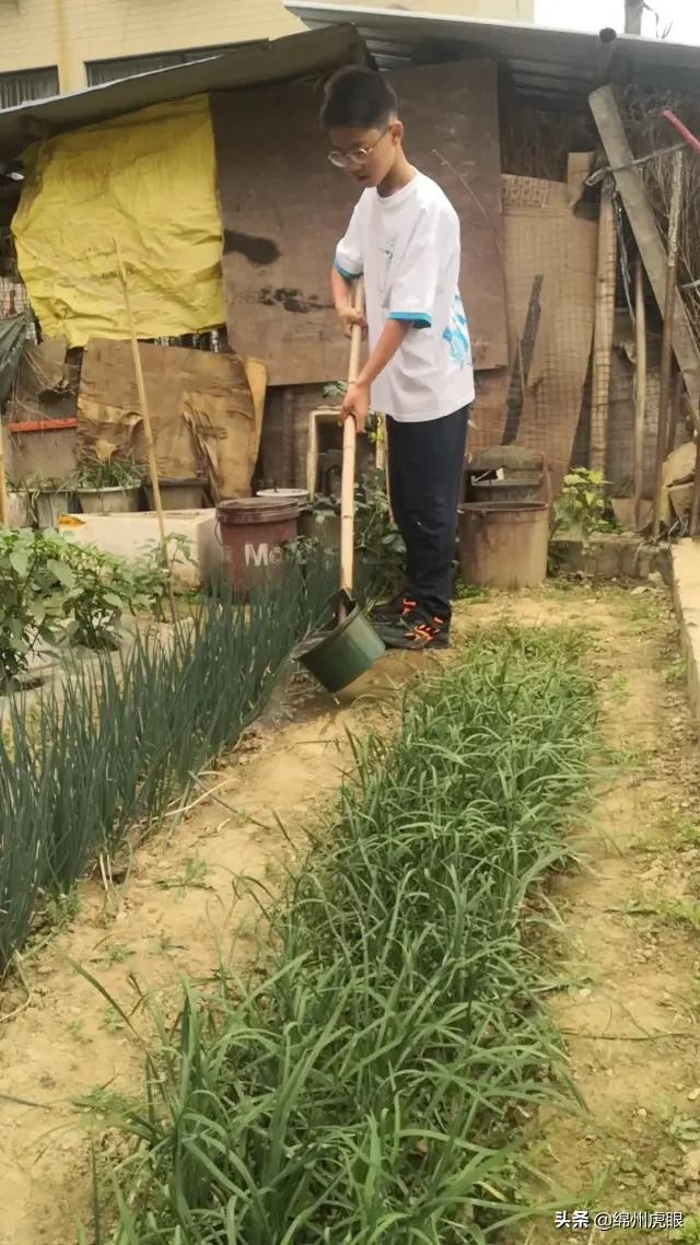 好心疼！绵阳十二三岁的娃娃，竟被学校赶下田去插秧子