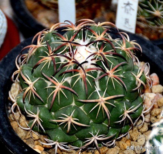 顶花球之王-----钢钉Coryphantha tripugionacantha