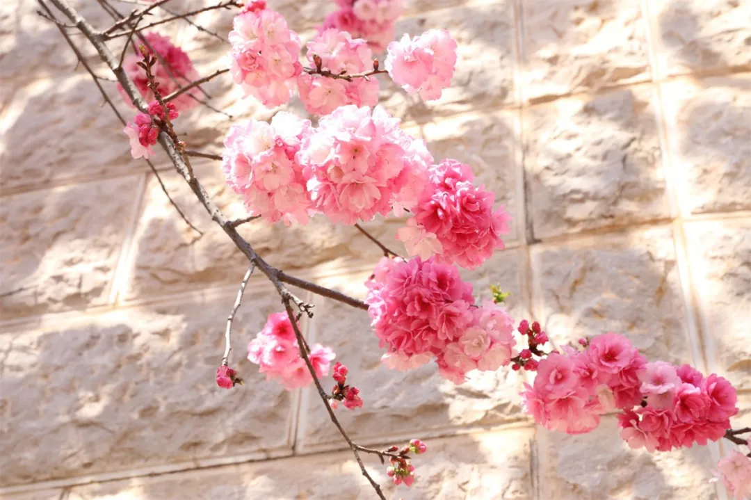 国家级一流！厉害了我的云南农大