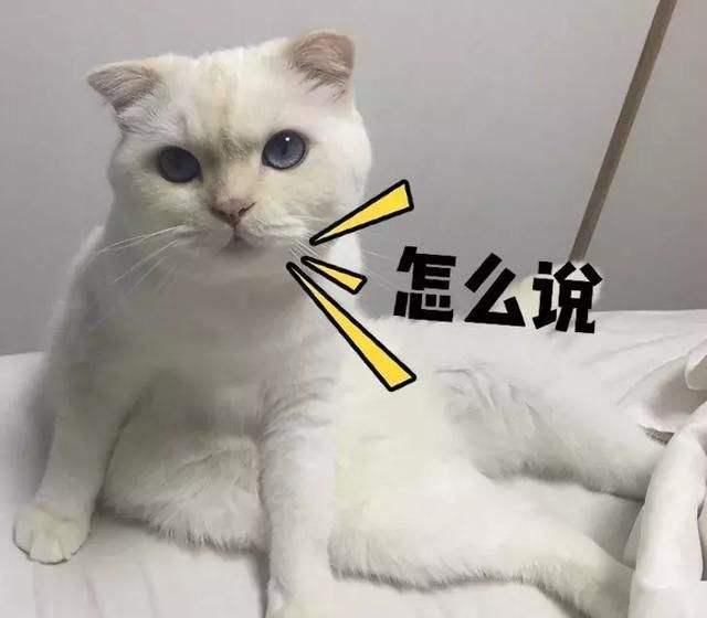 有这6种表现的猫咪，“智商”都很高，你家猫有吗？