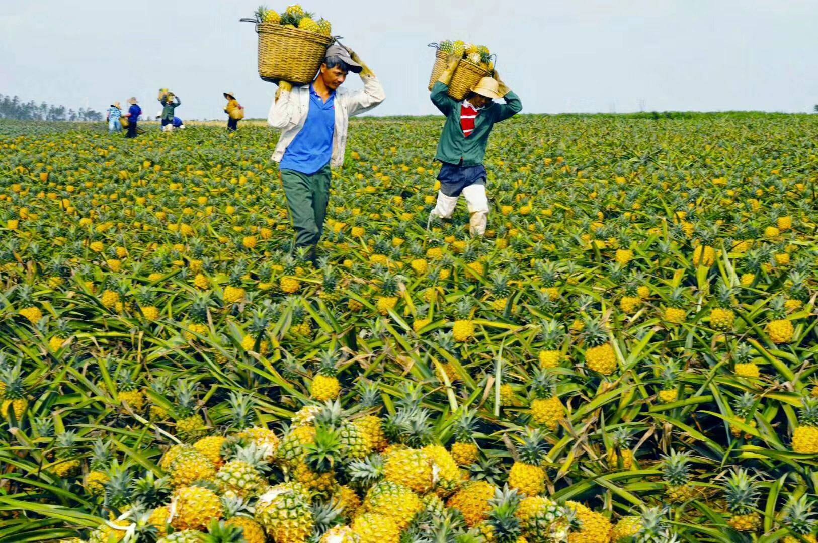 菠萝&凤梨,傻傻分不清楚?