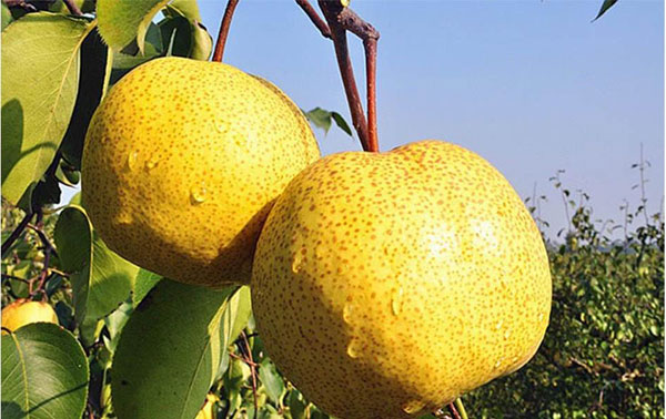 宿州特产有哪些？已知的50余种宿州特产与美食大全，补充有奖……