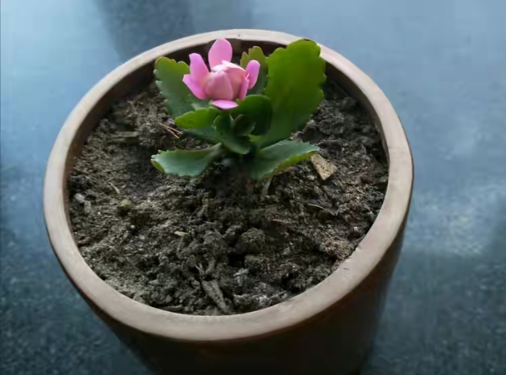 長壽花圖片,長壽花圖片大全