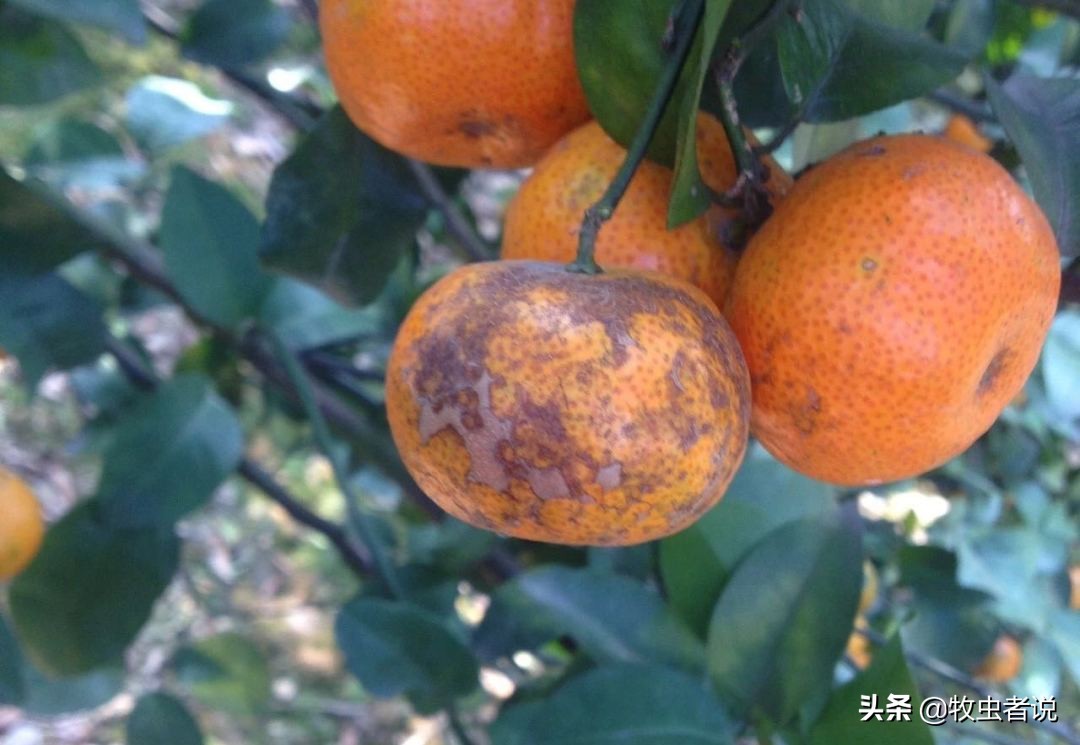 柑橘黑皮果成因汇总,速来了解