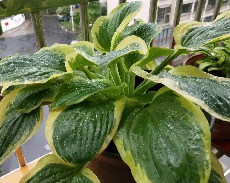 香草吊兰的养殖和浇水(吊兰养殖方法和浇水方法)-花卉知识网