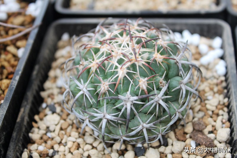 顶花球之王-----钢钉Coryphantha tripugionacantha