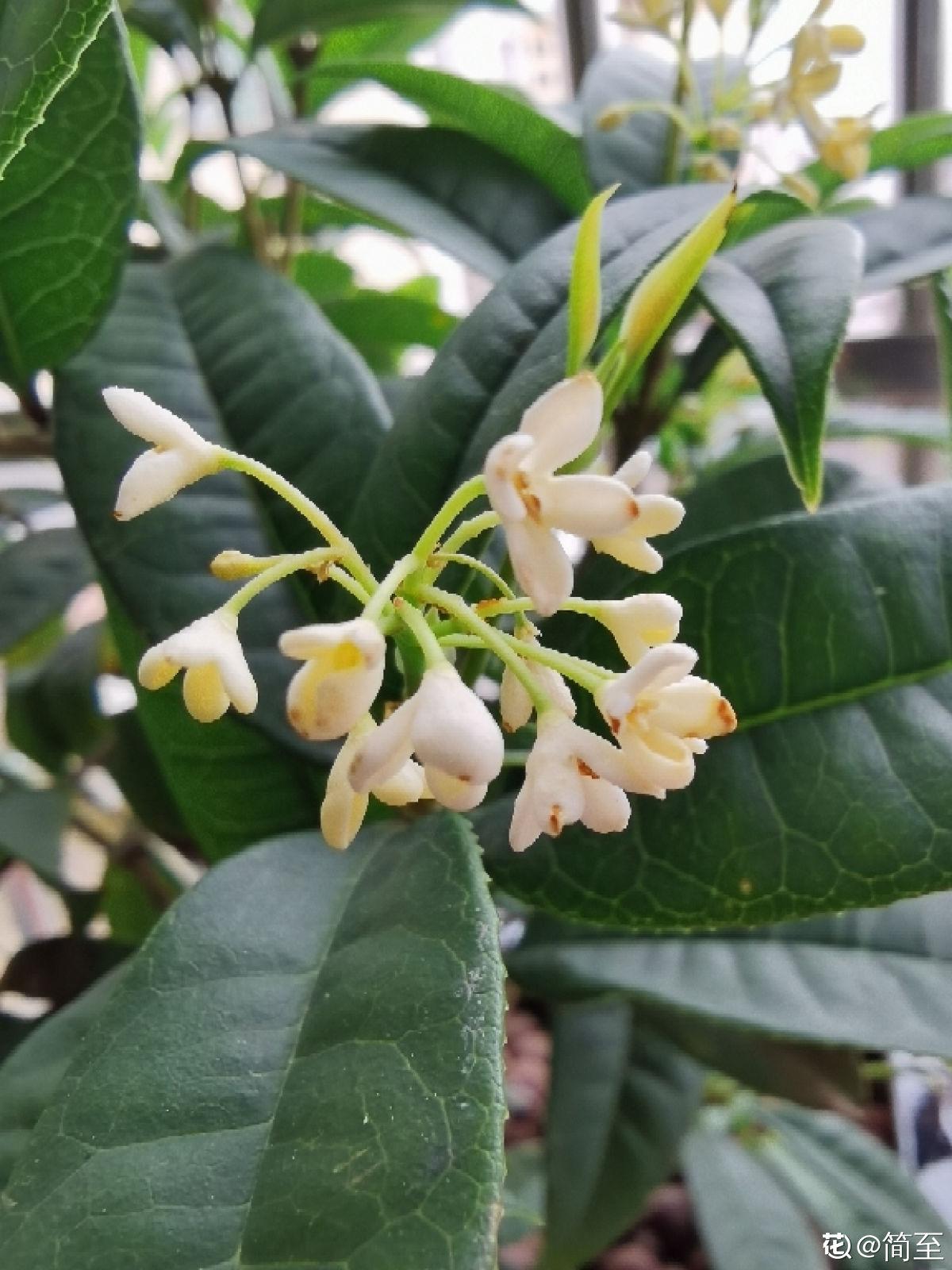 20种常见植物浇水方法,一句话说到重点,建议收藏
