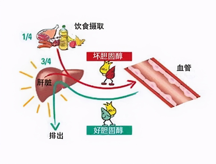 服用瑞舒伐他汀，为什么1个月后要到医院复查，是担心副作用吗？