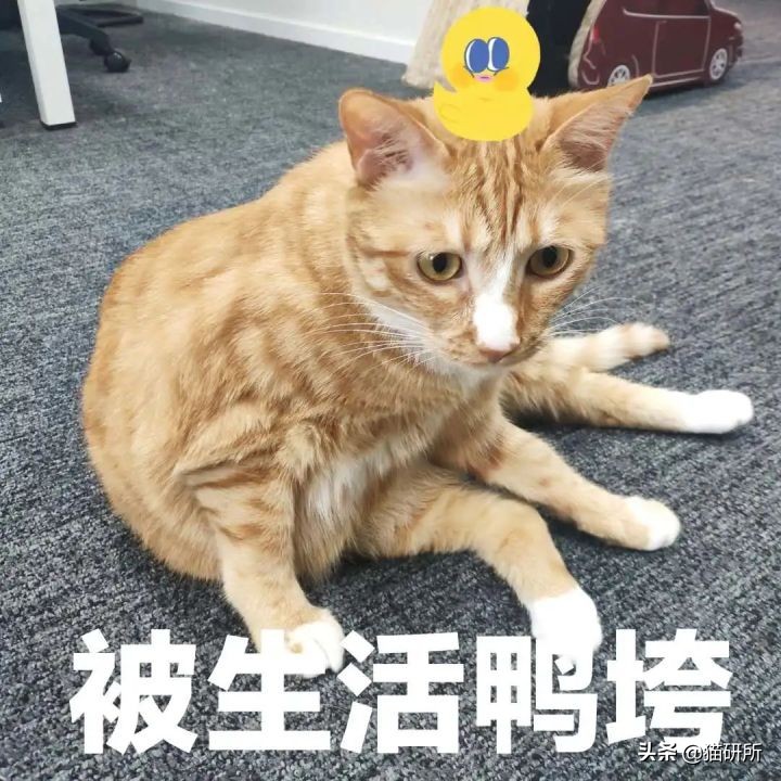 猫咪为啥总是喵喵叫讨食？明明碗里还有粮