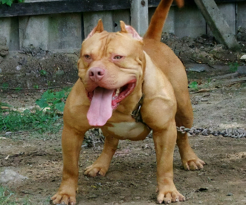 浙江一边牧遭比特犬疯狂撕咬，骨头被咬断，街头遇恶犬该怎么办？