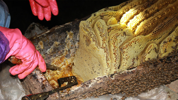 还要收集蜂蜜,更是说《本草纲目》记载了地雷蜂蜜不仅味道甘美,还具有