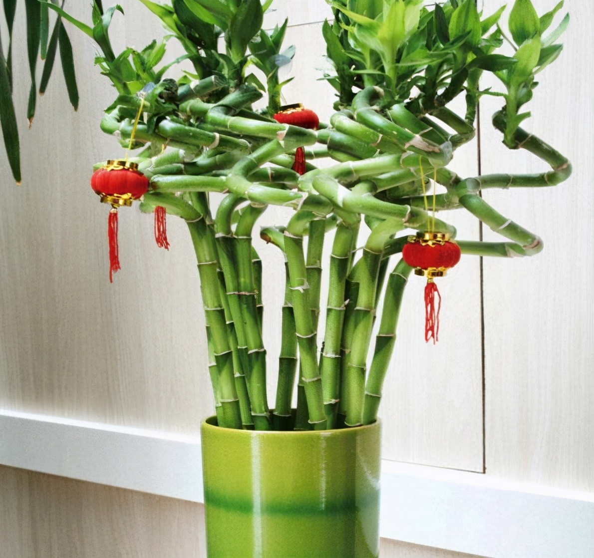 转运竹,也是富贵竹的一种,它因为枝条被人工弯折,做出转弯的造型,所以