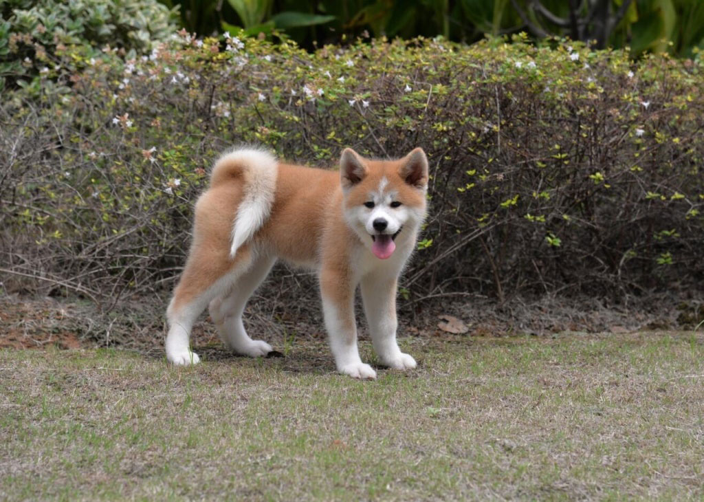 世界杯犬种(盘点世界上30种名贵的狗，各有特色又可爱，有的价钱不菲)