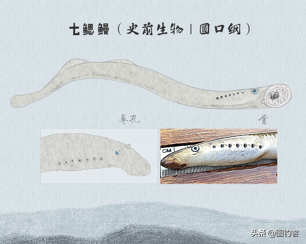 史前鱼类七鳃鳗的自述:"我是如何从古生代存活到今天的"