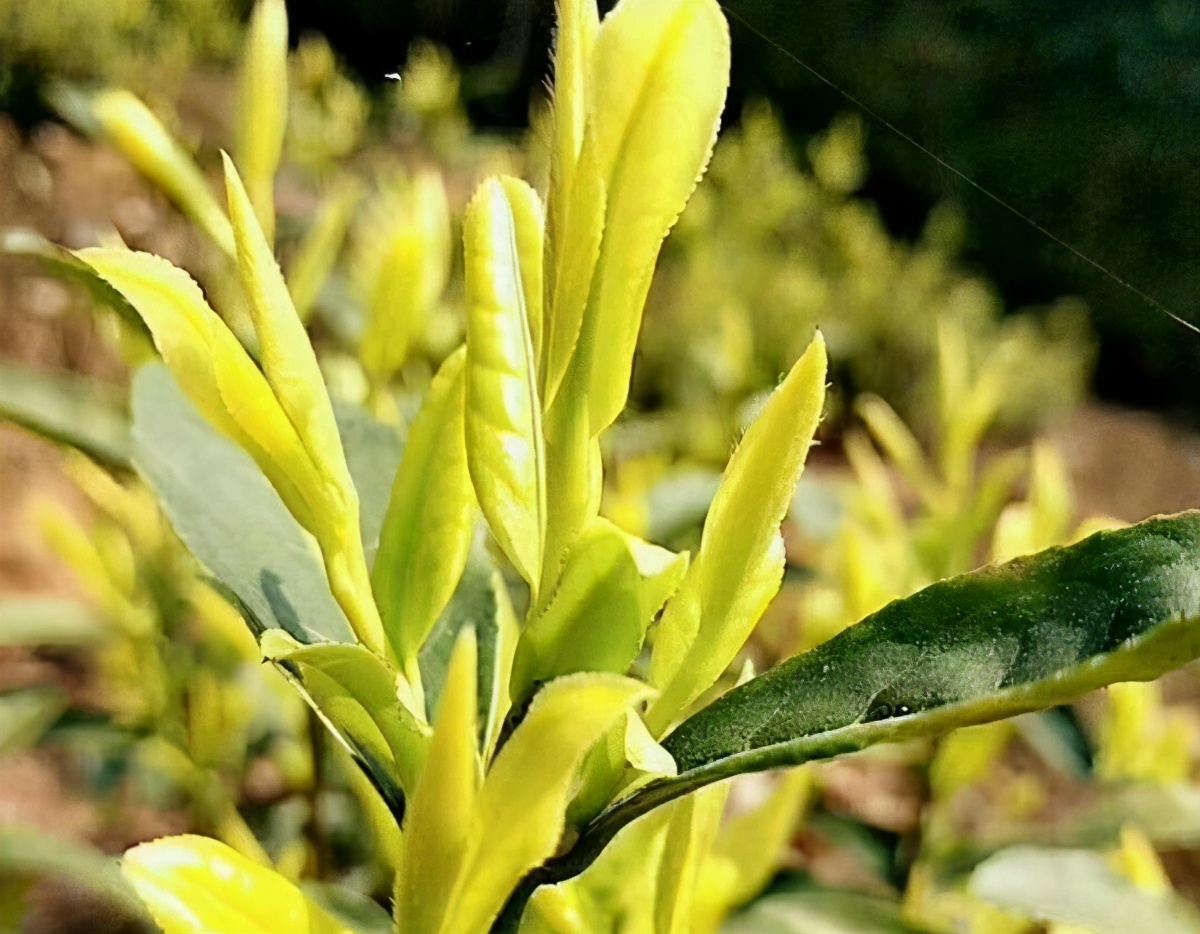 黄金芽，茶叶中的大熊猫