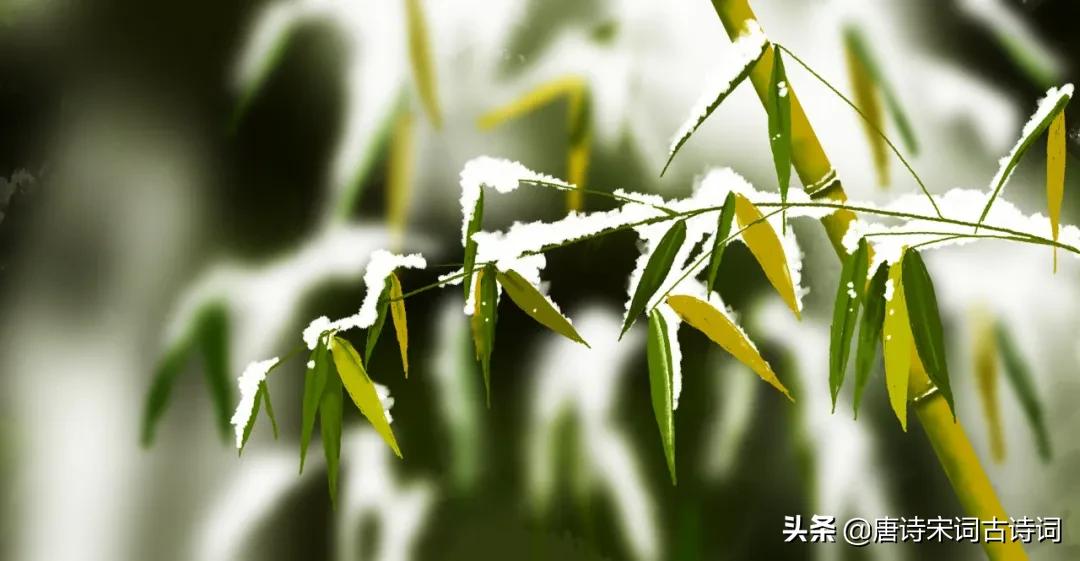 新竹高于旧竹枝 旧竹扶新竹-世界十大百科