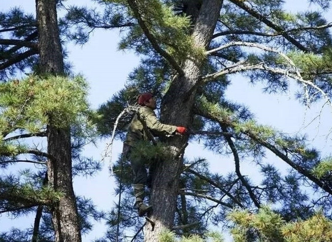 奢侈坚果价格又破新高，采摘一天挣上千元，年轻人为什么不想干？