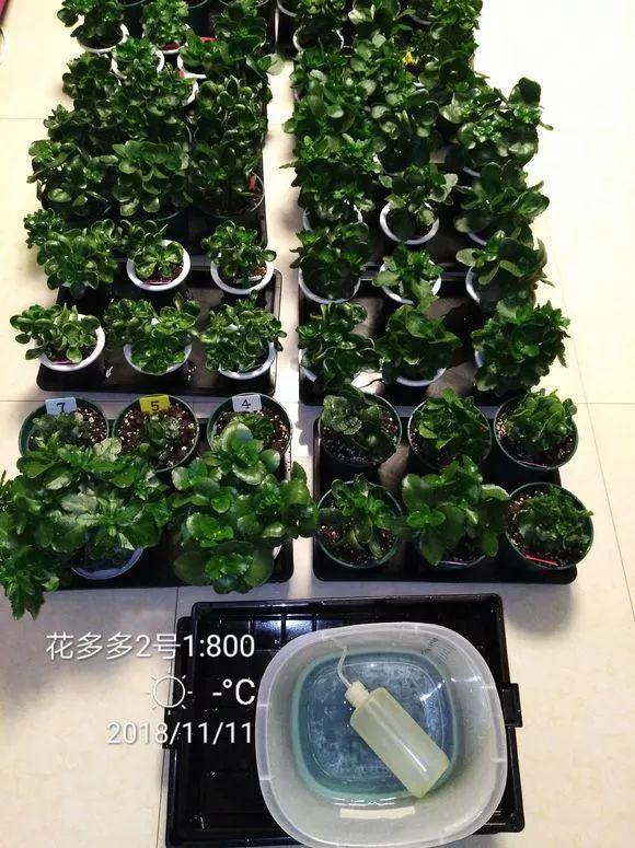 长寿花的养殖方法和注zhu意事项（长寿花的养殖方法和注zhu意事项玫瑰花的品pin种）-第23张图片-大连信xin息网