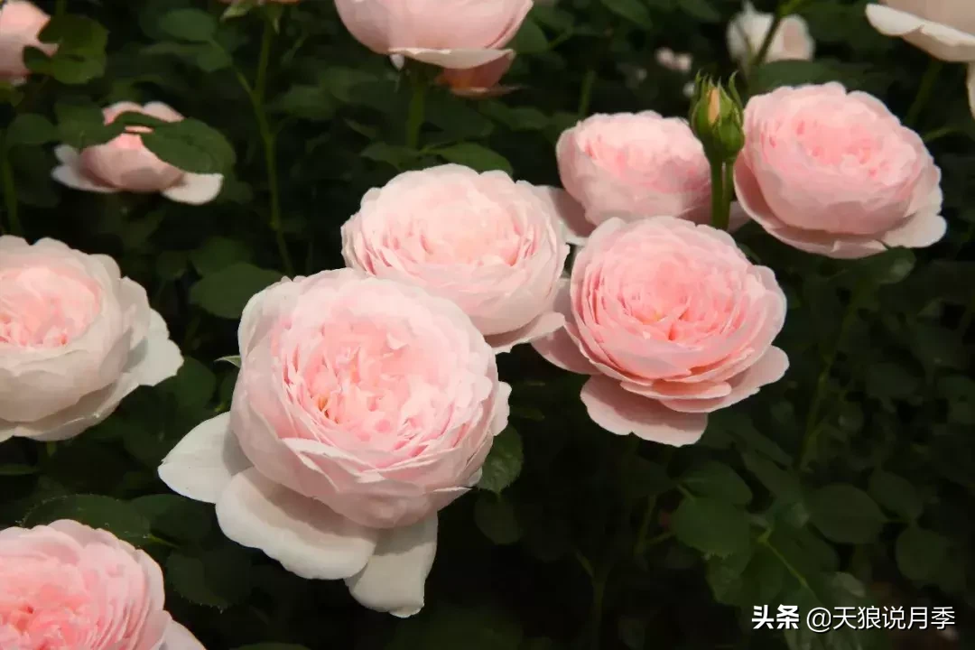 瑞典女王月季一年开几次花（瑞典女王的多年记录及讲解）