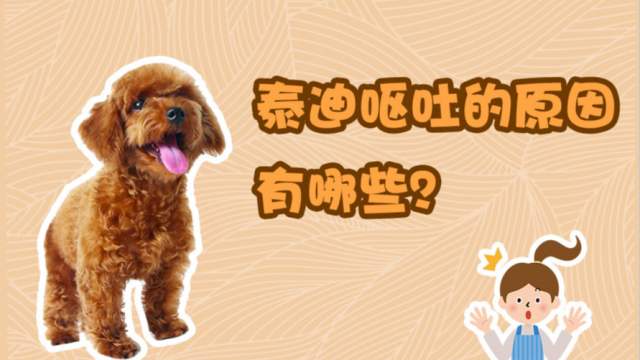 兽医：泰迪“呕吐”怎么办？从呕吐物分析，具体原因