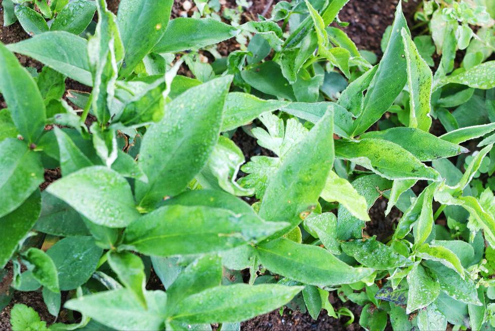 法半夏的功效与作用 法半夏副作用禁忌-伙伴百科网-让你的生活充满