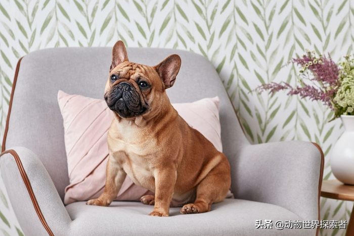 十大最受欢迎的家庭犬种