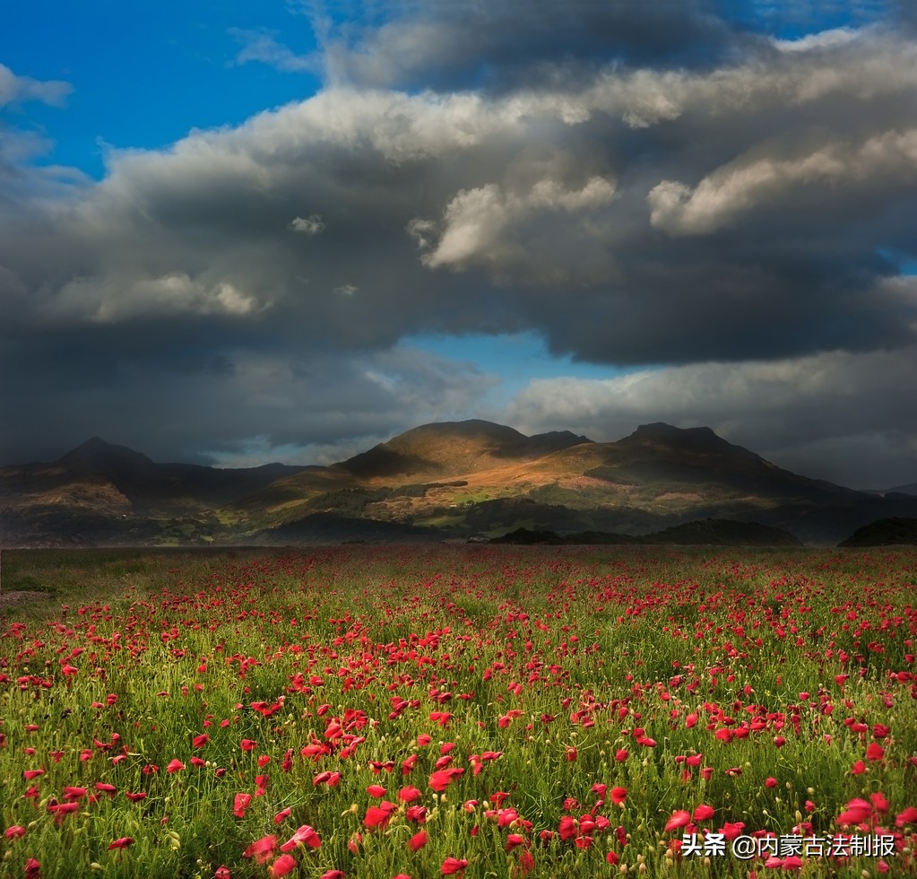 内蒙古自治区高院集中发布涉野生动物犯罪典型案例