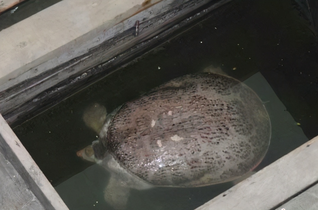 珍珠鳖因为生长快,个头大,肉多味鲜美的特点,在上个世纪90年代初就