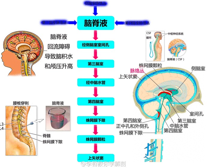 神经元结构示意图（神经元结构示意图手绘）-第40张图片-科灵网