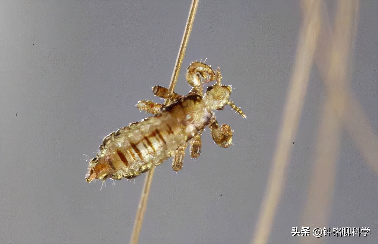 虱子与人类共同演化的历史起源