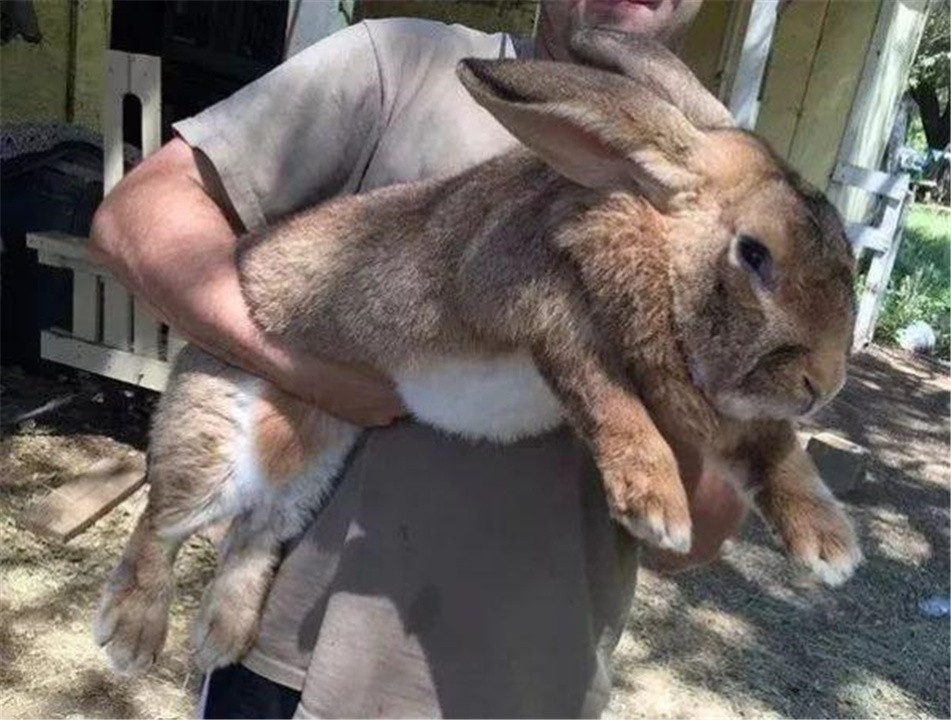 10只兔子恐怖照片 5秒吓死人的照片
