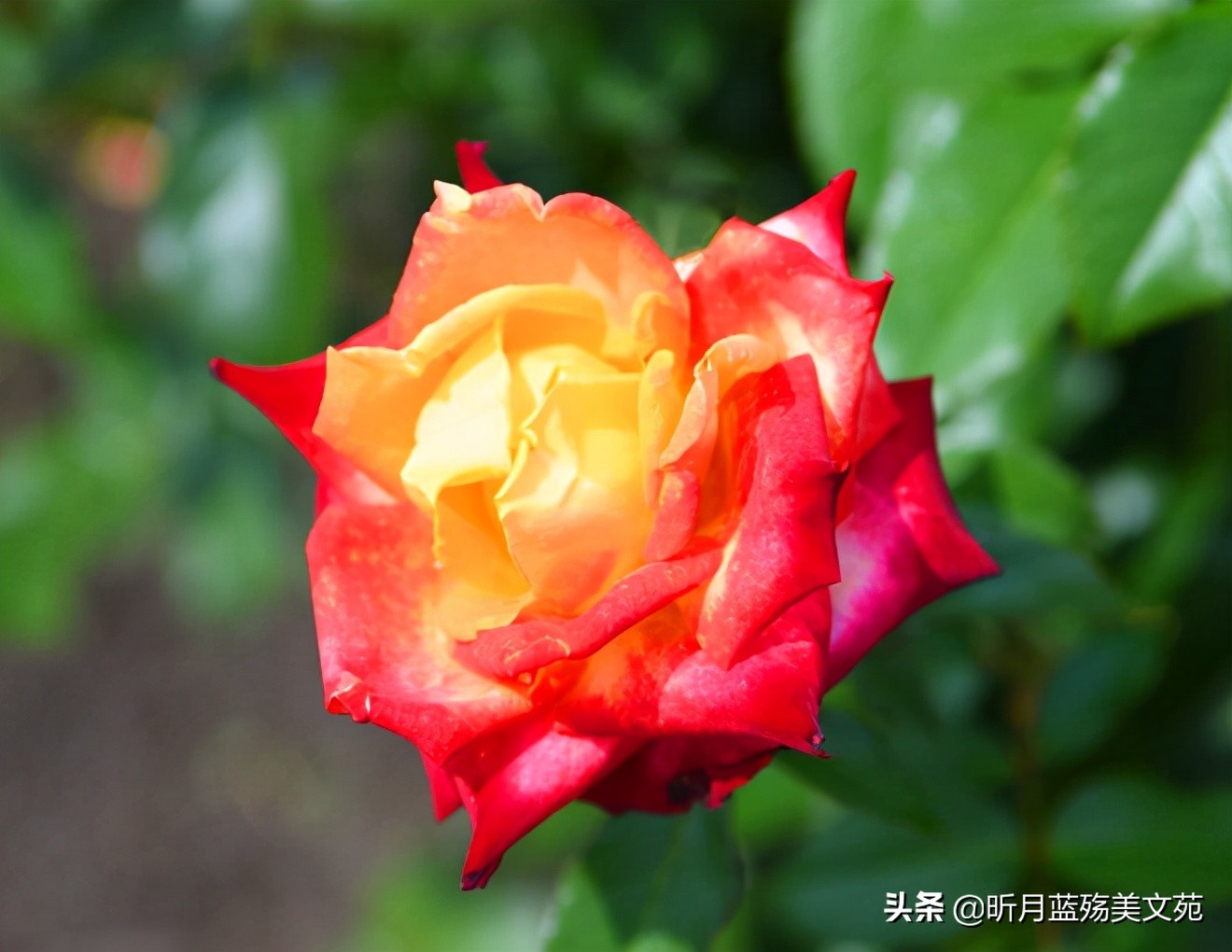 想你，难以入眠；爱你，一生不变