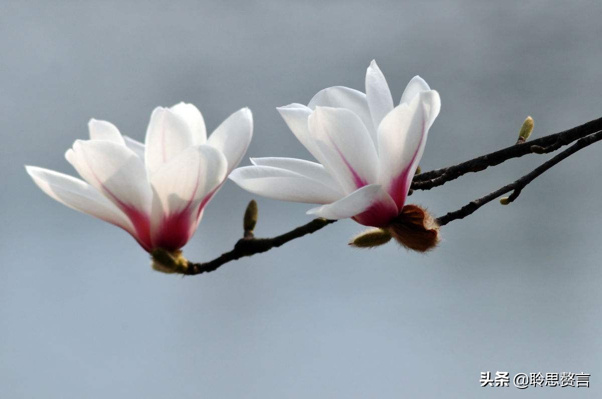 玉兰花诗词精选一十七首 微风吹送玉兰香，兴味由来静处长