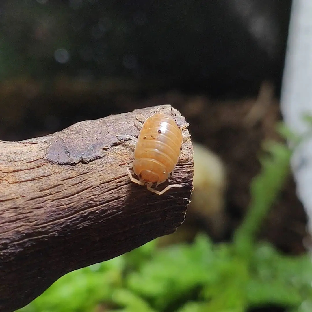 西瓜虫学名(西瓜虫这种小虫子还是一种懒人宠物)