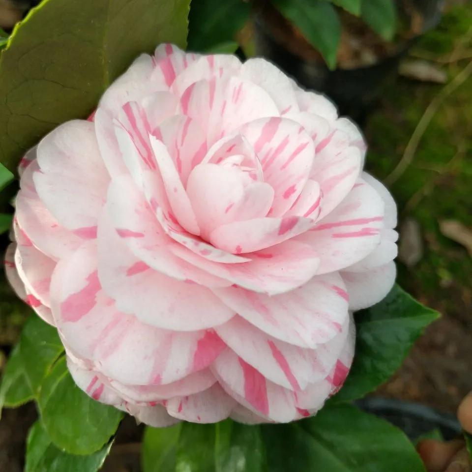 花期长好养护的茶花-花期长好看又好养的茶花 - 114知识网