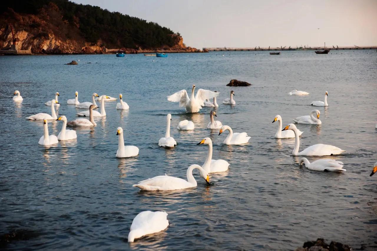 山东荣成,童话般的清爽小岛,来这里收获一个25°的夏天