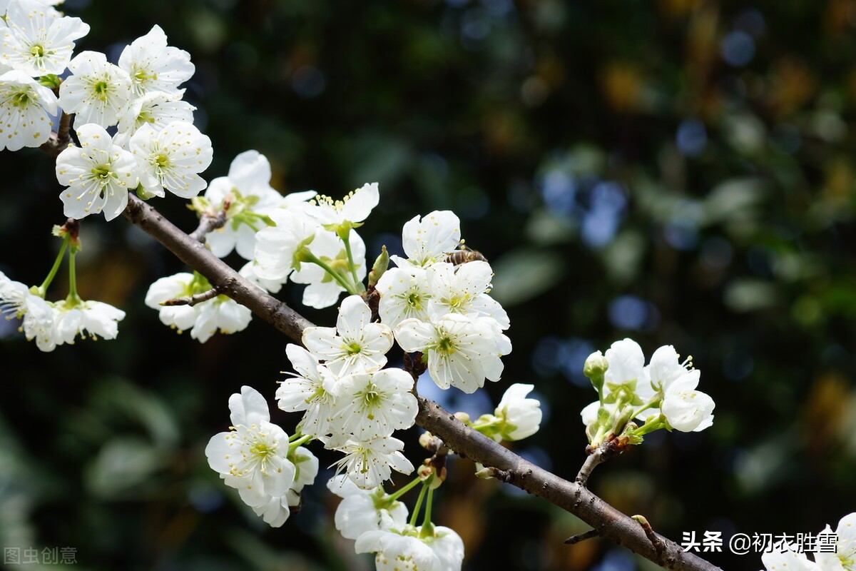 梨花比喻什么样的人（梨花比喻什么样的女人）-第5张图片-巴山号