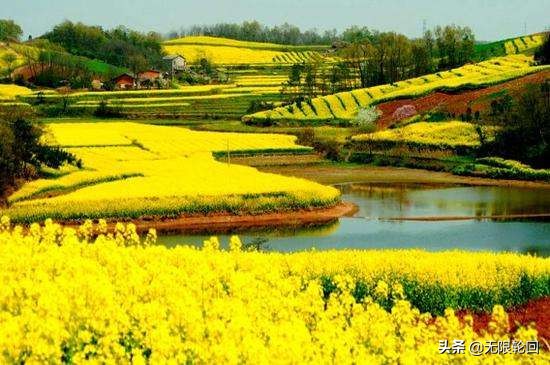 10首最美的油菜花诗：别拿菜花不当花